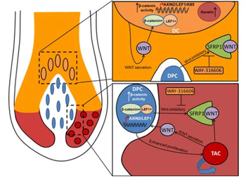 What Is The Mechanism Of Action Of Hair Loss What Is The Mechanism Of Action Of Hair Loss